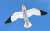 3D Seagull
